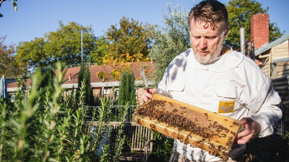 The Bees Knees: Your Beekeeping Journey image