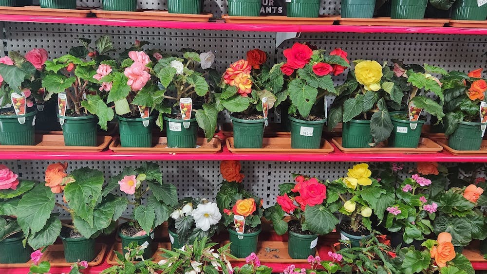 Formosa Garden Nursery – Plant & Begonia Sales image