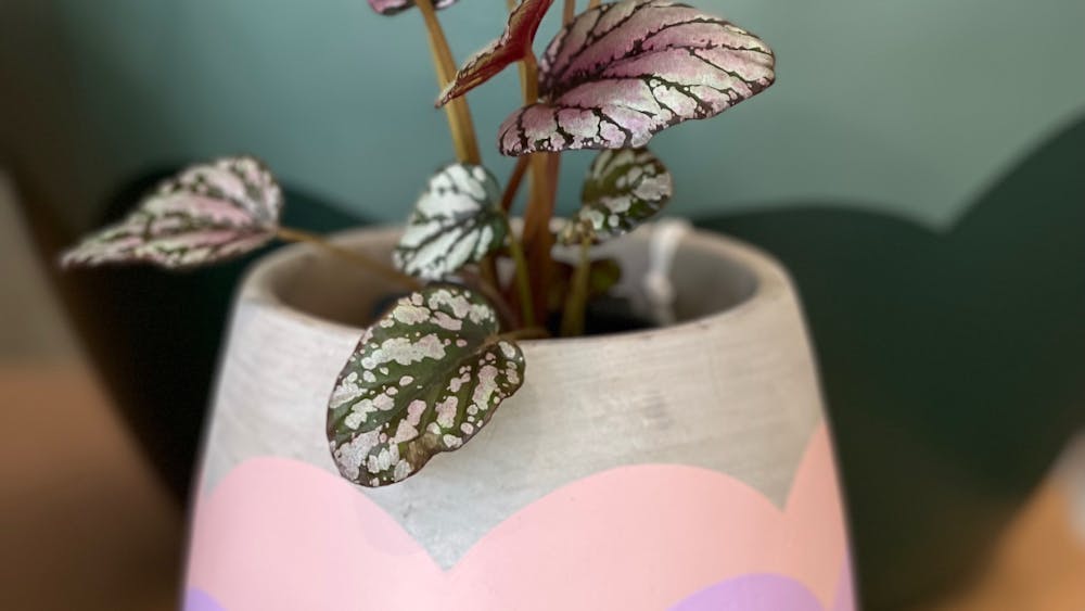 Hand Paint a Concrete Pot with Ivy&Coco image
